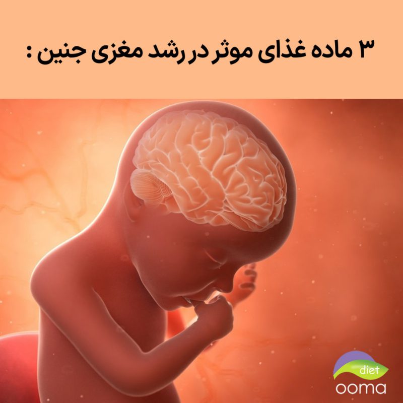 رشد مغزی جنین